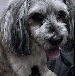 Perro perdido en La Guaira