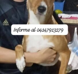 Perro Mestizo perdido en Miranda