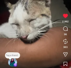 Perro encontrado en La Guaira