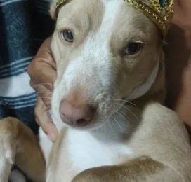 Perro Pitbull perdido en La Guaira