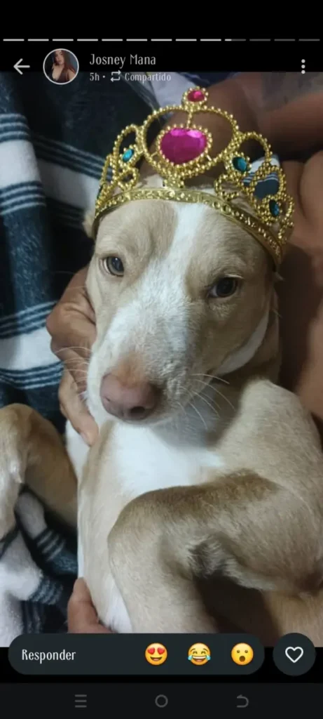 Linda canela