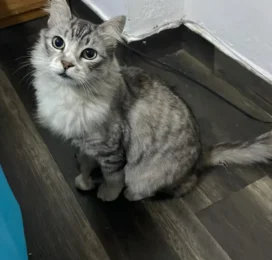 Gato perdido en La Guaira