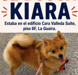 Perro perdido en La Guaira