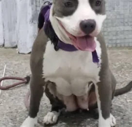 Perro perdido en La Guaira