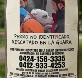 Perro Pitbull perdido en La Guaira