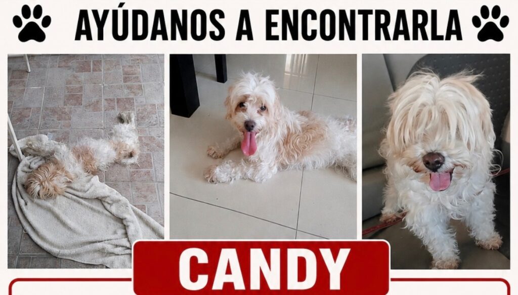 Candy