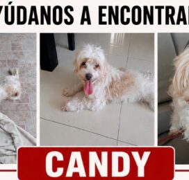Perro Poodle (Caniche) perdido en La Guaira