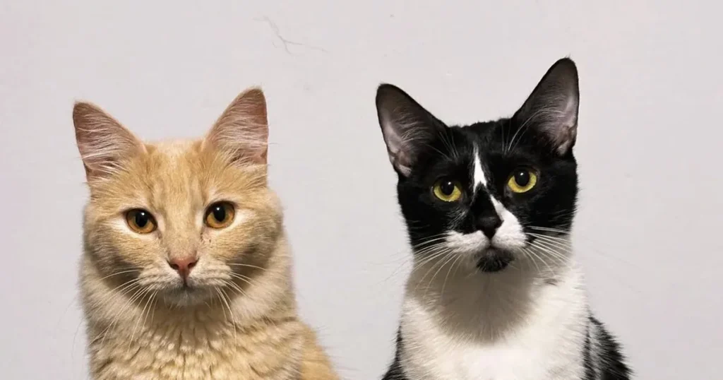 Réplicas o evacuación: protege a tu mascota