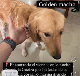 Perro Golden Retriever encontrado