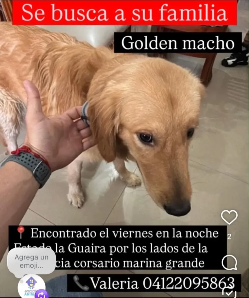 Perro encontrado