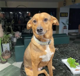 Perro perdido en La Guaira