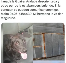 Perro encontrado