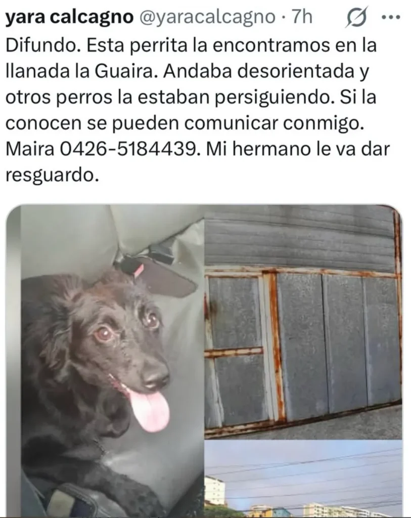 Perro encontrado