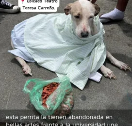 Perro encontrado en Distrito Capital
