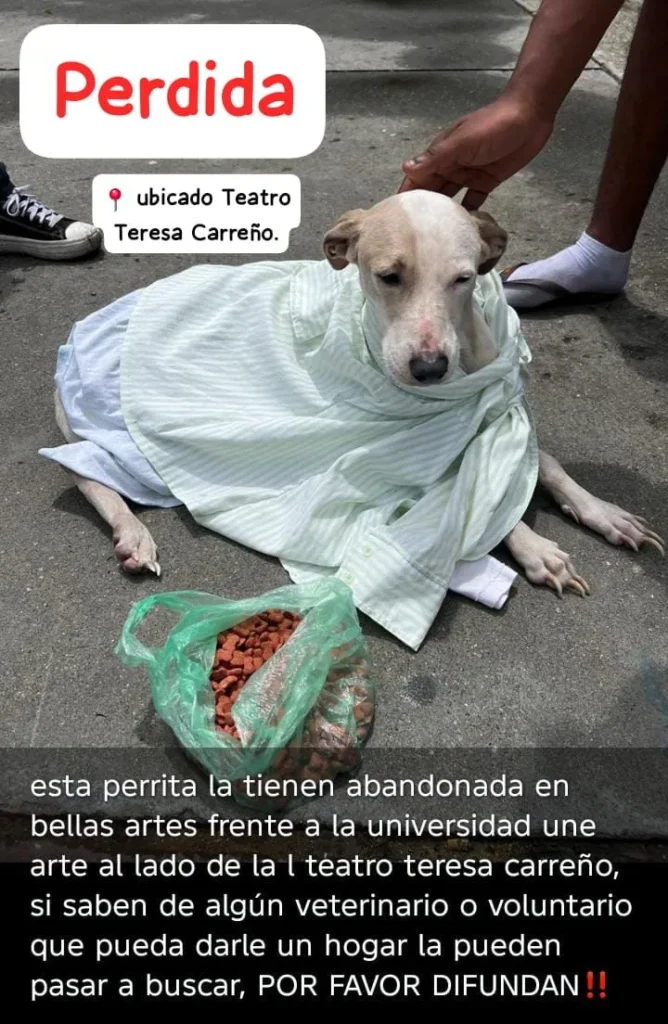 Perro encontrado