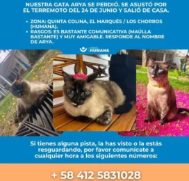 Gato perdido