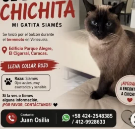 Gato Siamés perdido en Distrito Capital