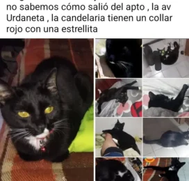 Perro perdido en Distrito Capital