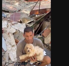 Perro encontrado