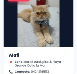Perro perdido en La Guaira