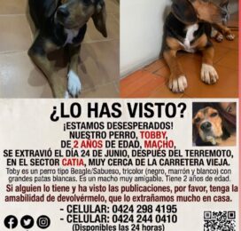 Perro Beagle perdido en Distrito Capital