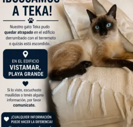 Gato perdido en La Guaira
