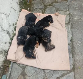 Perro Mestizo perdido en Aragua