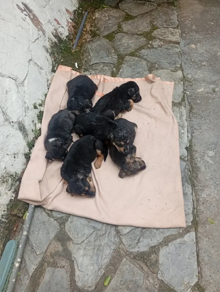 Perro perdido
