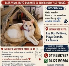 Gato perdido en La Guaira