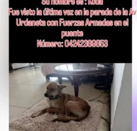 Perro perdido en Distrito Capital