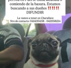 Perro encontrado en Miranda