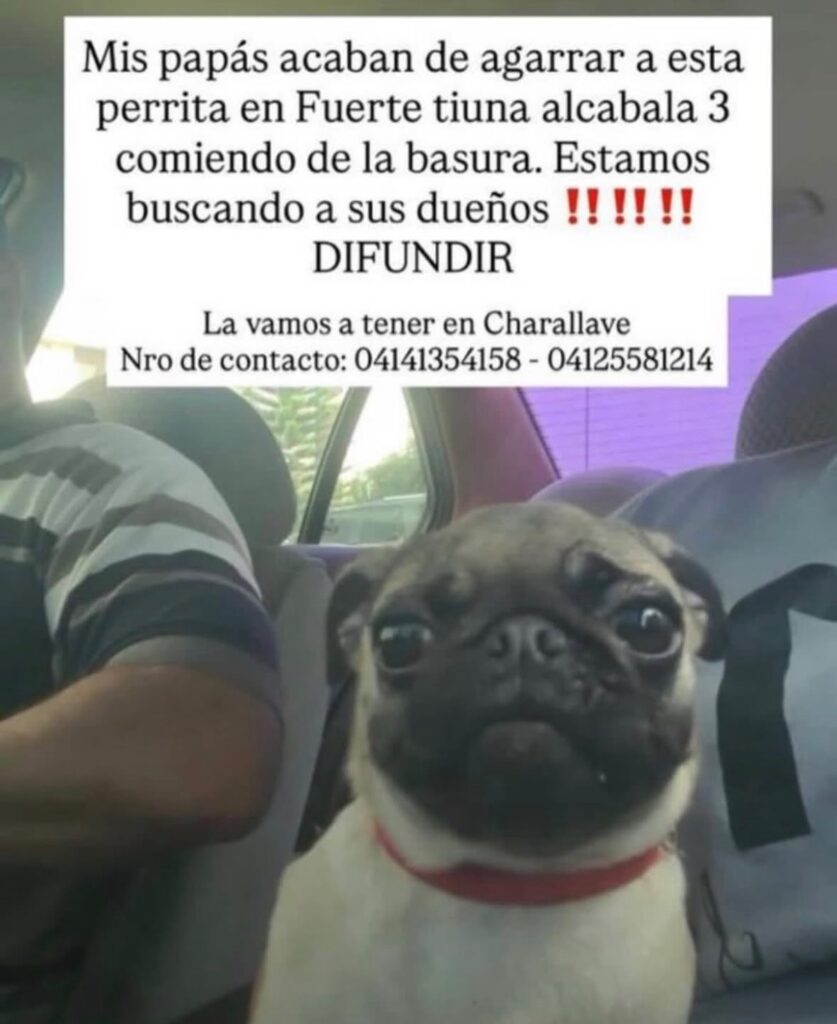 Perro encontrado