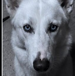 Perro perdido en La Guaira