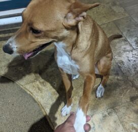 Perro Mestizo perdido en Miranda