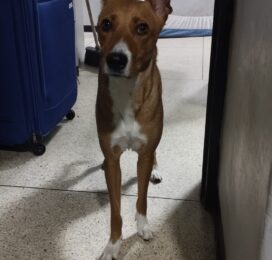Perro Mestizo perdido en Miranda