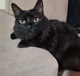 Gato Mestizo perdido en Distrito Capital