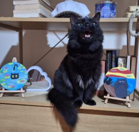 Gato Mestizo perdido en Distrito Capital
