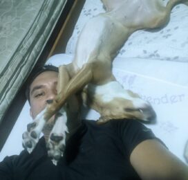 Perro Mestizo perdido en Miranda