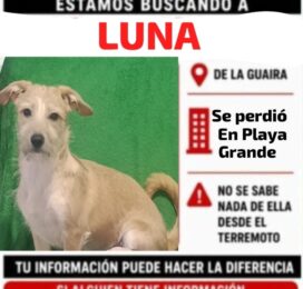 Perro Otra perdido en La Guaira