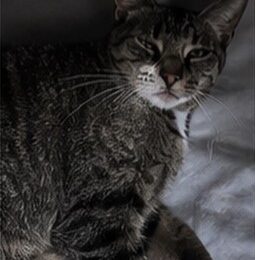 Gato perdido en Distrito Capital