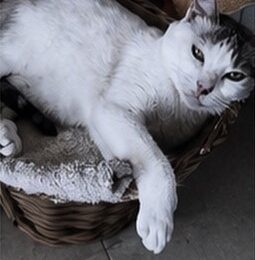 Gato perdido en La Guaira