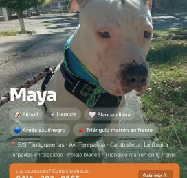 Perro Pitbull perdido en La Guaira
