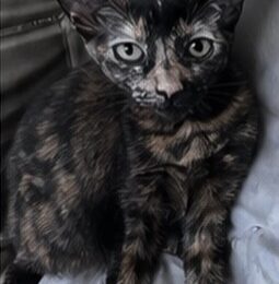 Gato perdido en Distrito Capital