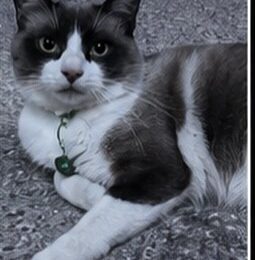 Gato perdido en La Guaira