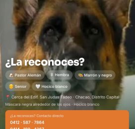 Perro perdido en Distrito Capital