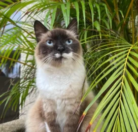 Gato Siamés perdido en La Guaira