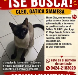 Gato Siamés perdido en La Guaira