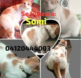 Perro Mestizo perdido en Carabobo