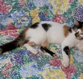 Gato perdido en La Guaira