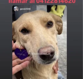 Perro perdido en La Guaira